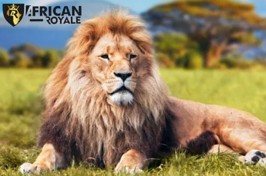 The Animal Kingdom of Africa:…
