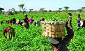 FG to Disburse ₦250 Billion in BOA Loans,…