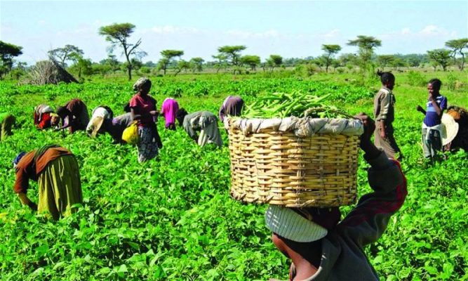 FG to Disburse ₦250 Billion in BOA Loans, Insure 250,000 Farmers